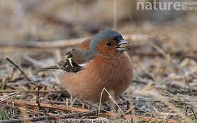 Attēlu rezultāti vaicājumam “Fringilla coelebs male”