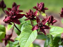 Attēlu rezultāti vaicājumam “Calycanthus floridus”