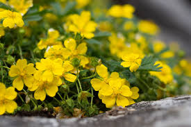 Attēlu rezultāti vaicājumam “Potentilla reptans flower”
