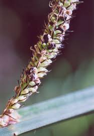 Attēlu rezultāti vaicājumam “Anthracoidea”