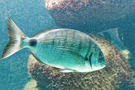 Image result for Diplodus sargus