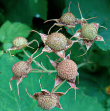 Attēlu rezultāti vaicājumam “Rubus parviflorus fruit”