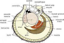 Attēlu rezultāti vaicājumam “Physarum bivalve sessile”
