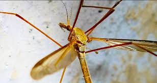 Attēlu rezultāti vaicājumam “Tipulidae”