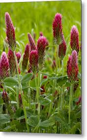 Image result for Trifolium incarnatum