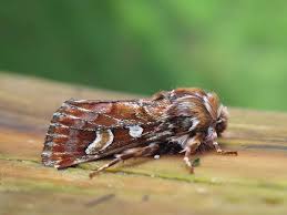 Attēlu rezultāti vaicājumam “Panolis flammea”