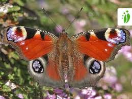 Attēlu rezultāti vaicājumam “Inachis io underside”