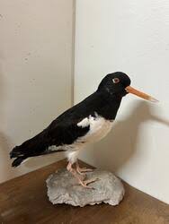 Attēlu rezultāti vaicājumam “Epirranthis diversata imago”