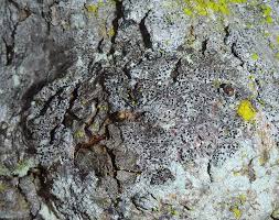 Attēlu rezultāti vaicājumam “Acrocordia gemmata”