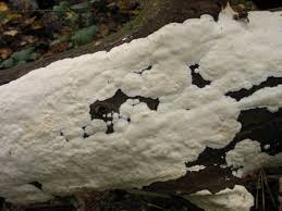 Attēlu rezultāti vaicājumam “Cinereomyces lindbladii”