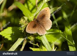 Attēlu rezultāti vaicājumam “Hyponephele lycaon”