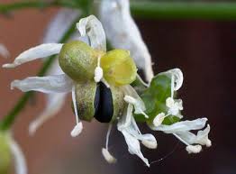 Attēlu rezultāti vaicājumam “Allium ursinum flower”