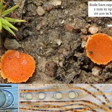 Attēlu rezultāti vaicājumam “Octospora humosa”