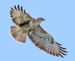 Attēlu rezultāti vaicājumam “Buteo buteo adult”