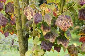 Attēlu rezultāti vaicājumam “Acer rufinerve”