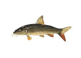 Image result for Barbus barbus