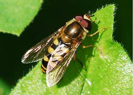 Attēlu rezultāti vaicājumam “Syrphidae”