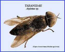 Attēlu rezultāti vaicājumam “Tabanidae”
