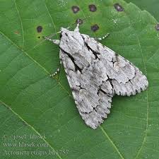 Attēlu rezultāti vaicājumam “Acronicta cuspis”