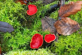 Attēlu rezultāti vaicājumam “Sarcoscypha austriaca”