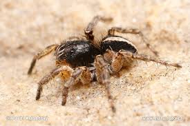 Attēlu rezultāti vaicājumam “Aelurillus v-insignitus”