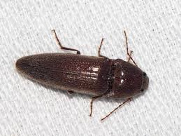 Attēlu rezultāti vaicājumam “Melanotus sp.”