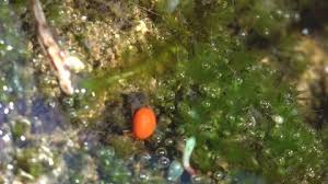 Attēlu rezultāti vaicājumam “Hydrachna”