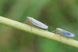 Attēlu rezultāti vaicājumam “Cicadella viridis female”