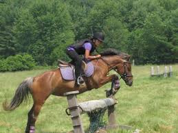 Image result for South Weylands Equestrian