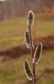 Attēlu rezultāti vaicājumam “Salix daphnoides subsp. acutifolia bud”