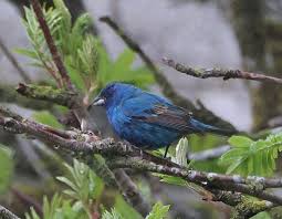 Image result for Passerina cyanea