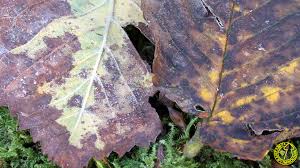 Attēlu rezultāti vaicājumam “Mycosphaerella ulmi”