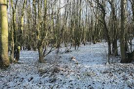 Image result for Beech Tree Miners Welfare Bowling Club