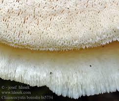 Attēlu rezultāti vaicājumam “Climacocystis borealis”