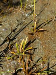 Attēlu rezultāti vaicājumam “Lobelia dortmanna leaf”