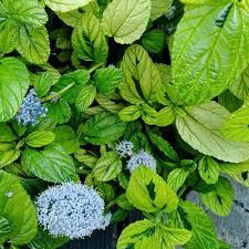 Image result for Meconopsis betonicifolia alba