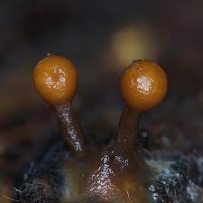 Attēlu rezultāti vaicājumam “Trichia ambigua spores”