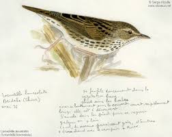 Image result for Locustella lanceolata