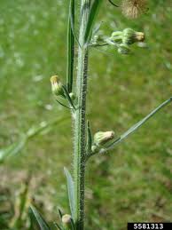 Attēlu rezultāti vaicājumam “Erigeron canadensis”