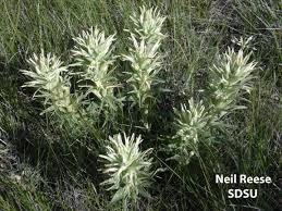 Attēlu rezultāti vaicājumam “Scrophulariaceae”