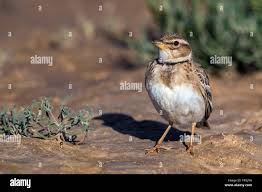 Image result for Melanocorypha bimaculata