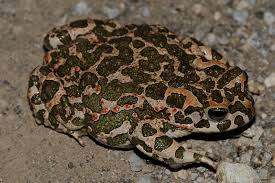 Attēlu rezultāti vaicājumam “Pseudepidalea viridis adult”