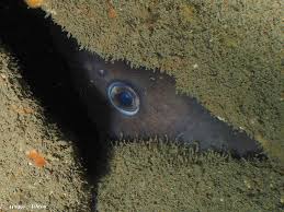 Image result for Ilfracombe Orcas Octopush Club