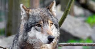 Attēlu rezultāti vaicājumam “Canis lupus”