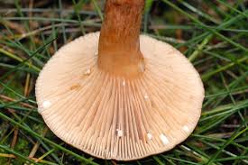 Attēlu rezultāti vaicājumam “Lignydium muscorum macro”