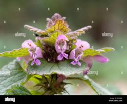 Attēlu rezultāti vaicājumam “Lamium purpureum flower”