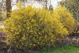 Attēlu rezultāti vaicājumam “Forsythia suspensa”