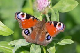 Attēlu rezultāti vaicājumam “Inachis io underside”