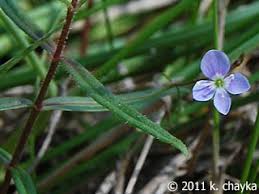 Attēlu rezultāti vaicājumam “Veronica scutellata fruit”