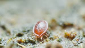 Attēlu rezultāti vaicājumam “Mesostigmata”